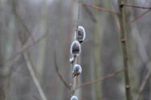 Frans 02 Begin van de lente